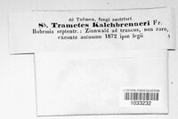 Trametes gibbosa image